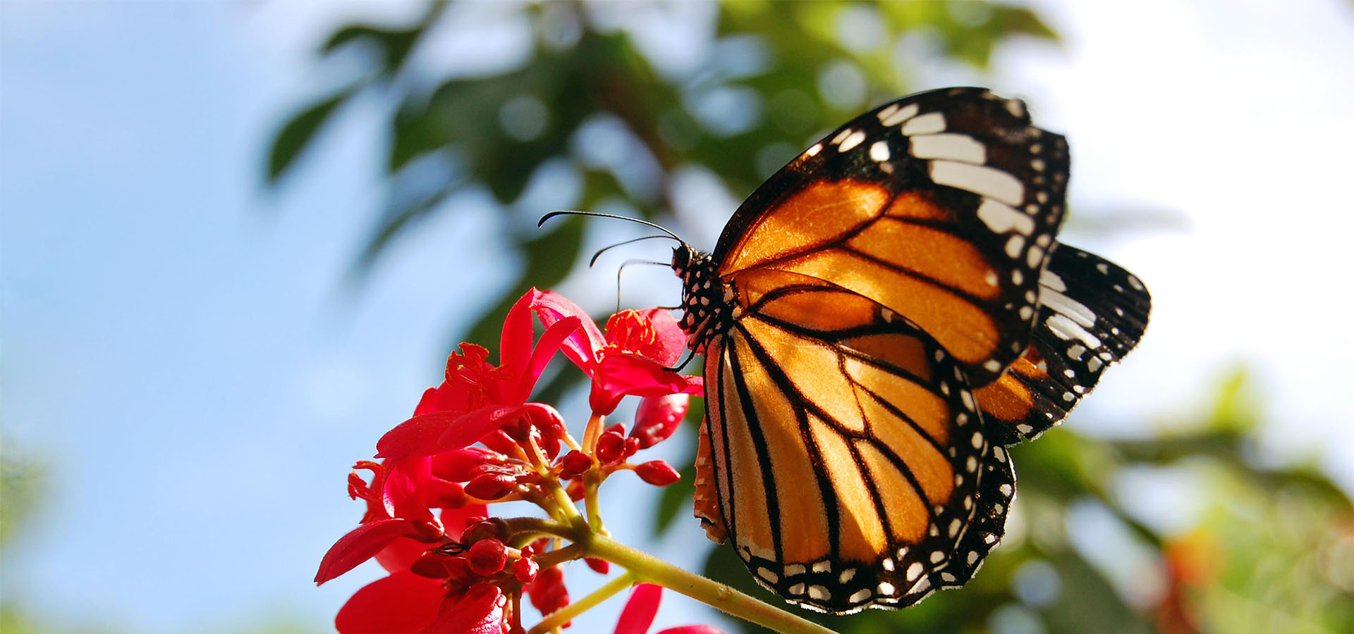 mariposa-monarca